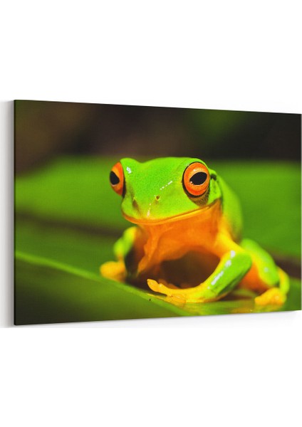 Yaprakta Kurbağa Tablosu
