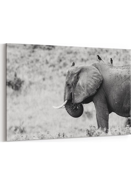 Siyah Beyaz Fil Tablosu