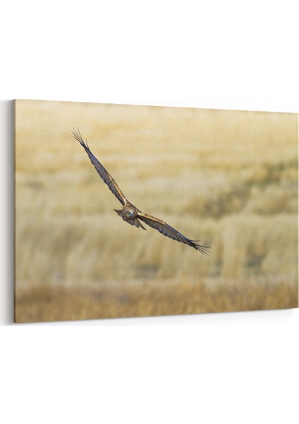 Uçan Baykuş Tablosu