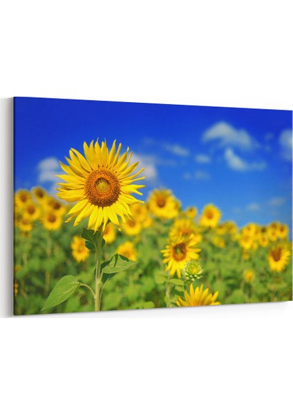 Ay Çiçekleri Tablosu