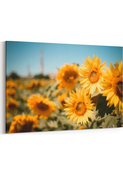 Ay Çiçekleri Tablosu