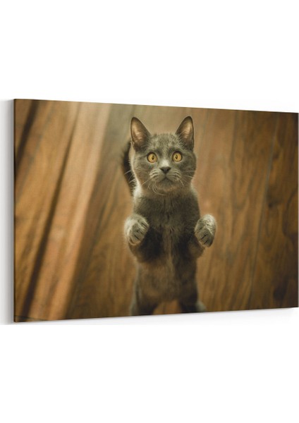 Şaşkın Kedi Tablosu