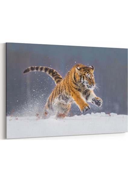 Karlar Arasında Kaplan Tablosu