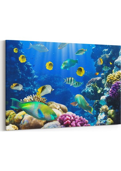 Tropikal Balıklar Tablosu