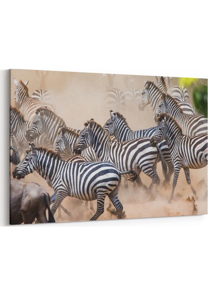 Zebra Sürüsü Tablosu