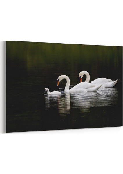 Kuğu Ailesi Tablosu