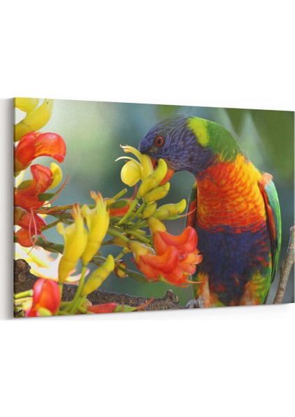 Renkli Papağan Tablosu