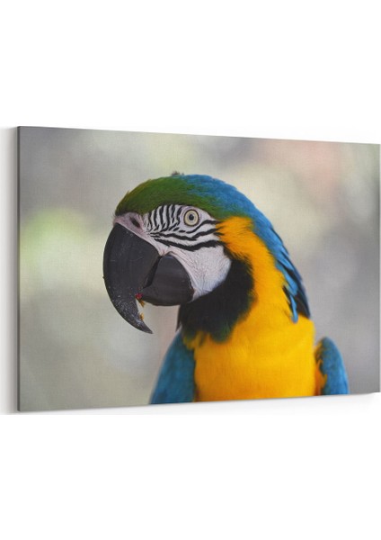 Papağan Kuşu Tablosu