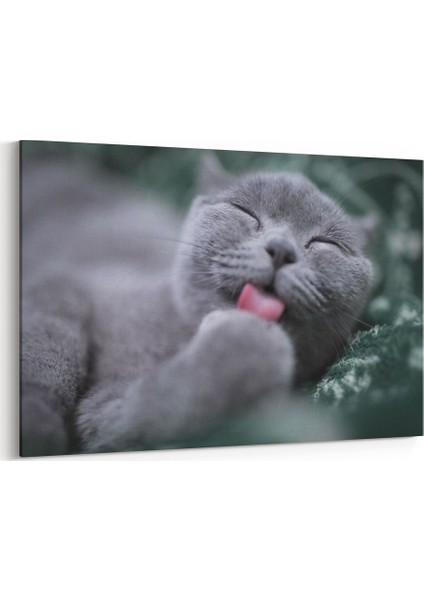 Scottish Fold Kedi Tablosu