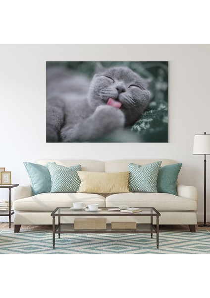 Scottish Fold Kedi Tablosu fiyatları