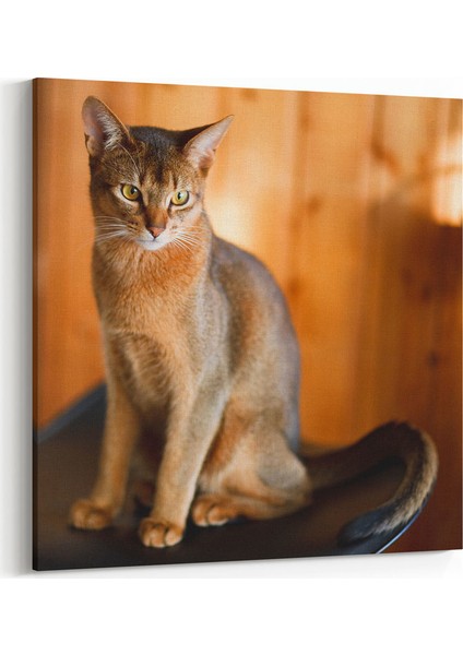 Kedi Tablosu