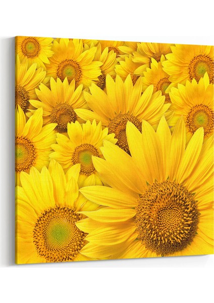 Sarı Papatyalar Tablosu