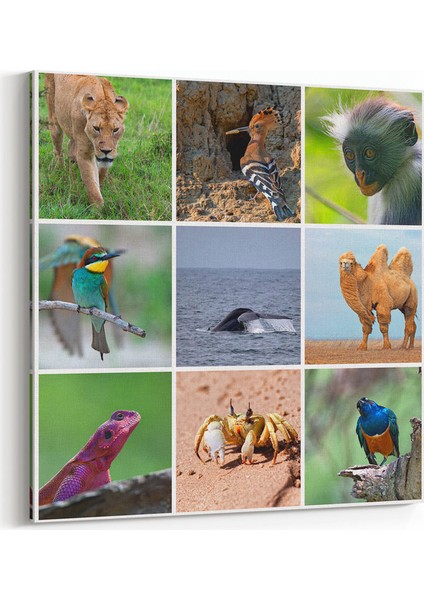 Hayvanlar Kolaj Tablosu