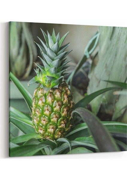 Taze Ananas Tablosu