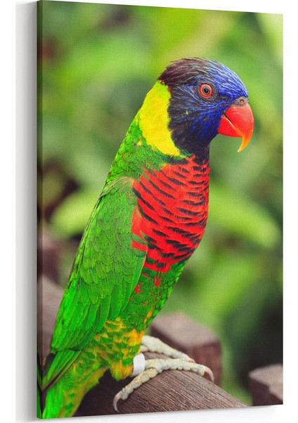 Renkli Papağan Tablosu