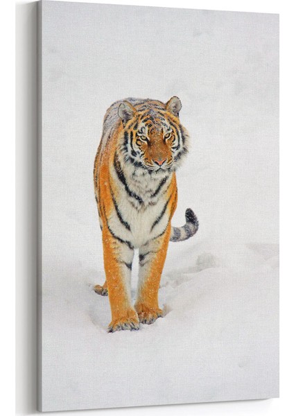 Karlar içinde Kaplan Tablosu