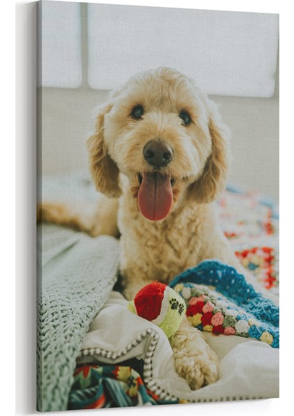 Şirin Köpek Tablosu