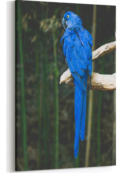 Mavi Papağan Tablosu