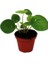 Mini Pilea Para Çiçeği 1