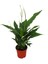 Spathiphyllum Barış Çiçeği 1