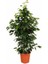 Benjamin Ficus Benjamina 120 cm Yerli Ev Bitkisi Ofis Bitkisi 1