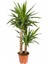 Yucca Bitkisi 2 Kök Yuka Bitkisi Avize Çiçeği Ev Bitkisi 80 100Cm 2