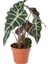 Alocasia Polly Çiçeği 40 cm 1