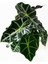 Alocasia Polly Çiçeği 40 cm 2