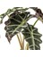 Alocasia Polly Çiçeği 40 cm 3