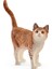 Kedi 13836 1