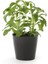 Stevia Rebaudiana Şeker Otu Bitkisi 10-15 cm Saksıda 1