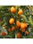 Citrus Fortunella Kumquat Kamkat Fidanı 40-60 cm Rootball 1