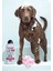 Clean & Calm 3999-7030 Okaliptüs ve Lavanta Özlü Yatıştırıcı 750 ml Köpek Şampuanı 2