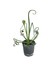 Albuca Spiralis 1