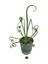 Albuca Spiralis 2