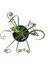 Albuca Spiralis 3