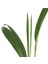 Cocos Nucifera (Hindistan Cevizi Palmiyesi) 3