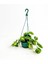 Kalp Yapraklı Salon Sarmaşığı Alacalı Philodendron Scandens Brasil Askılı Saksıda 2