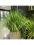 Yapay Çiçek Saz 60 cm Plants Grass Dekoratif Çiçek 2