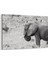 Siyah Beyaz Fil Tablosu 1