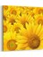 Sarı Papatyalar Tablosu 1