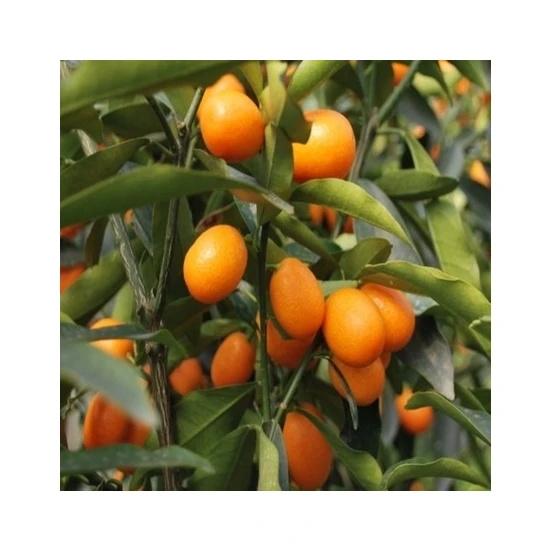 Plantistanbul Citrus Fortunella Kumquat Kamkat Fidanı 40-60 cm Rootball
