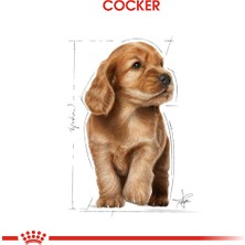 Royal Canin Cocker Junior Yavru Köpek Maması 3 kg