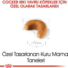 Royal Canin Cocker Junior Yavru Köpek Maması 3 kg