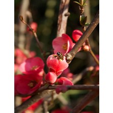 Bitkim Sende Japon Ayvası (Japanese Quince) Bol Çiçekli Süs Bitkisi Aşılı Meyve Fidanı