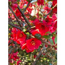 Bitkim Sende Japon Ayvası (Japanese Quince) Bol Çiçekli Süs Bitkisi Aşılı Meyve Fidanı