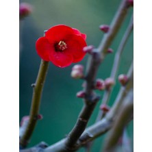 Bitkim Sende Japon Ayvası (Japanese Quince) Bol Çiçekli Süs Bitkisi Aşılı Meyve Fidanı