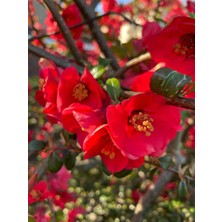 Bitkim Sende Japon Ayvası (Japanese Quince) Bol Çiçekli Süs Bitkisi Aşılı Meyve Fidanı