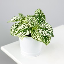 Bitkim Sende Hypoestes Phyllostachya - Hostes Çiçeği (Beyaz)