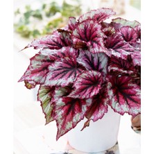 Bitkim Sende Pembe Alaca Yapraklı Begonya Rex Tango Begonia